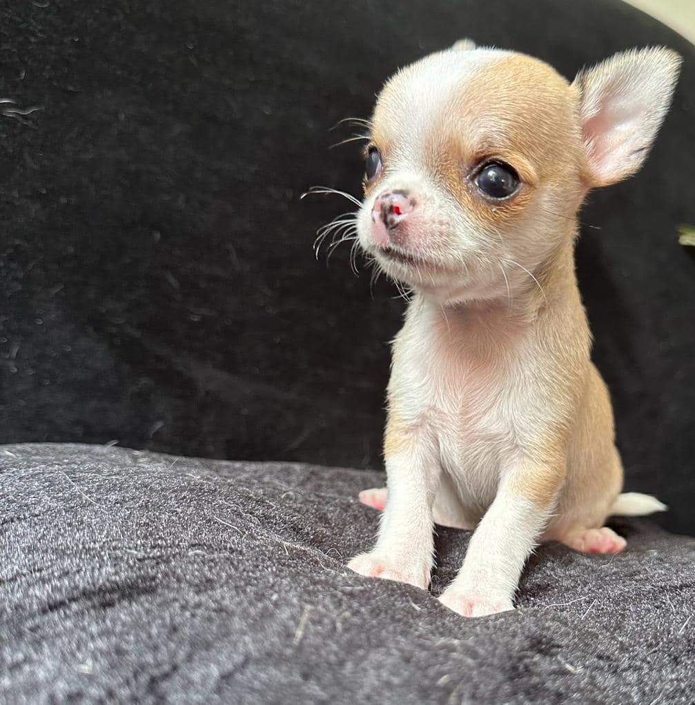 Criadero Chihuahua